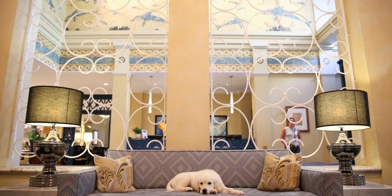 Pet Friendly Hotels _ hotel property management software